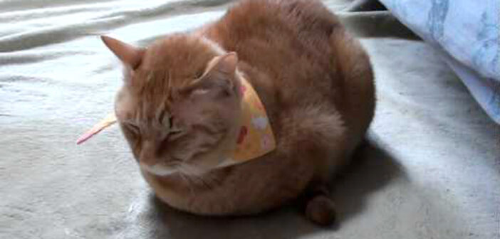 寒い日の猫の返事