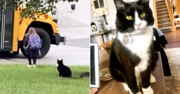 バス停までお見送りする猫