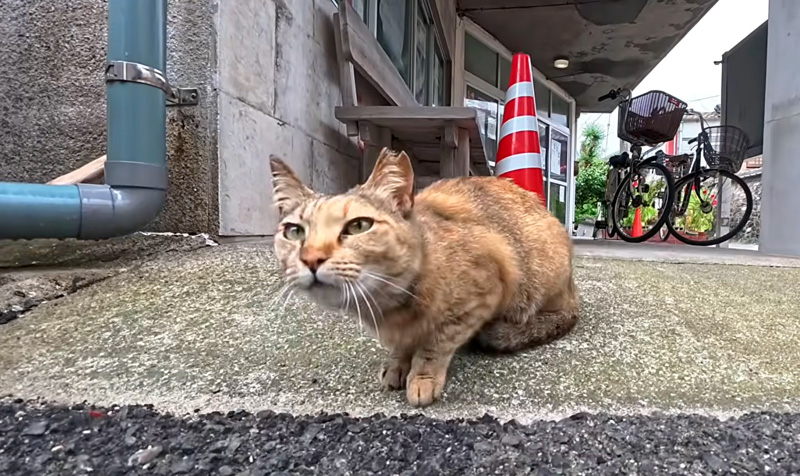 島の役場前で出会った猫
