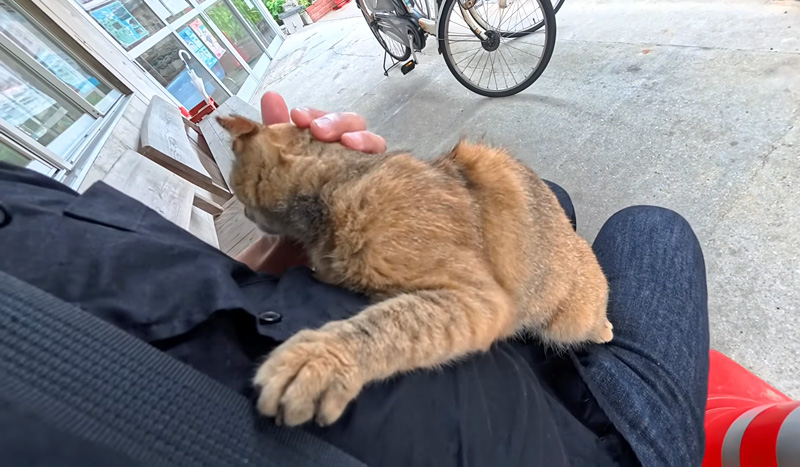 膝の上に乗ってきた猫