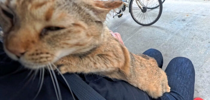甘え上手な猫