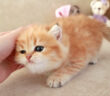 シッポを振る子猫
