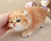 まるで子犬のようにシッポを振る子猫。可愛い仕草で勢いよくシッポをブンブンさせる姿にキュンとする ( *´艸｀)♡