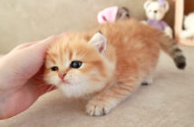 シッポを振る子猫