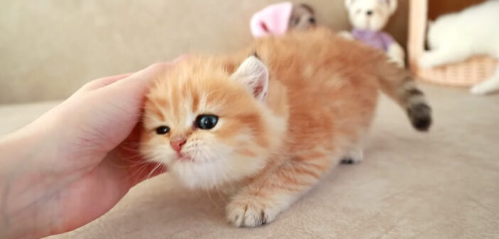 シッポを振る子猫