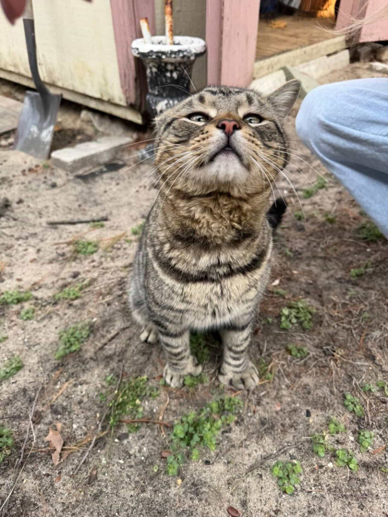 助けを求めていた猫