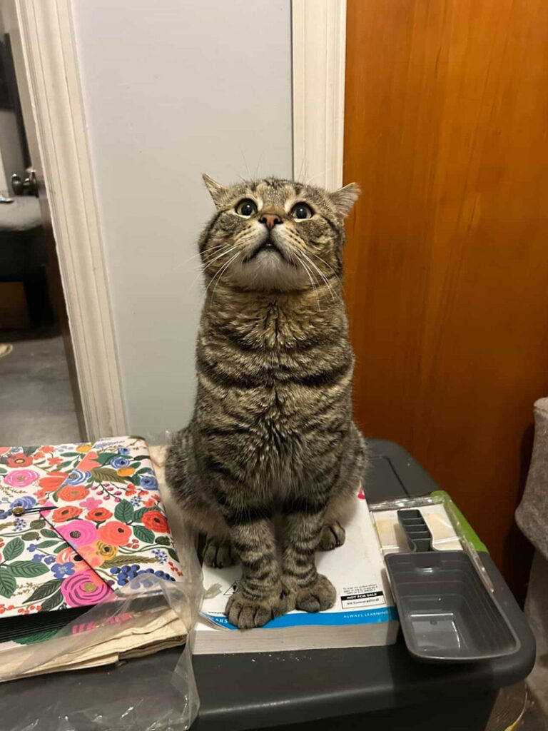 保護された猫