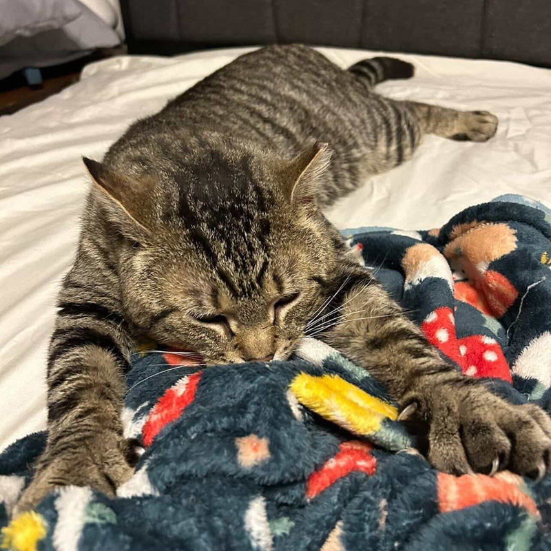 フミフミする猫