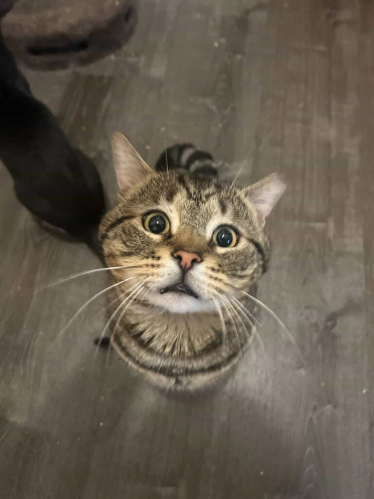 見上げる猫