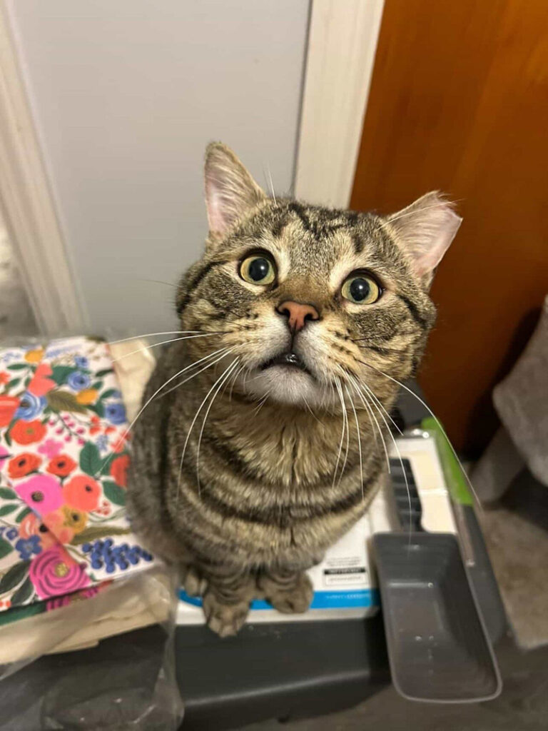 家の中で幸せになった猫