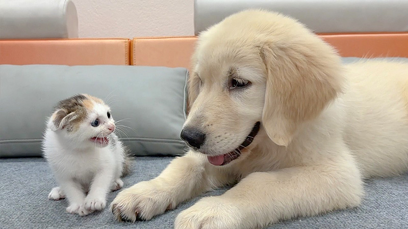 犬を警戒する子猫
