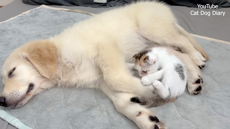 犬に寄り添う子猫