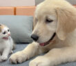 犬を警戒する子猫