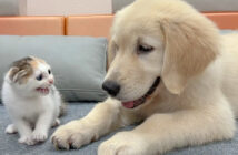 犬を警戒する子猫