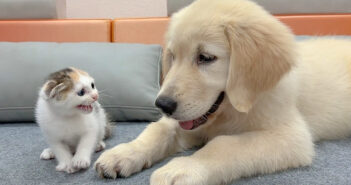 犬を警戒する子猫