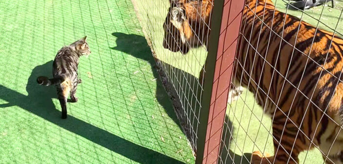 自分の何倍もあるトラの様子をうかがっていた猫さん。いきなり急接近して、嬉しそうに挨拶を交わす様子にビックリ！
