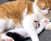 先住猫にじゃれていたら完全に取り押さえられちゃった子猫。反撃に出るかと思いきや、とっても可愛い展開に ( *´艸｀)