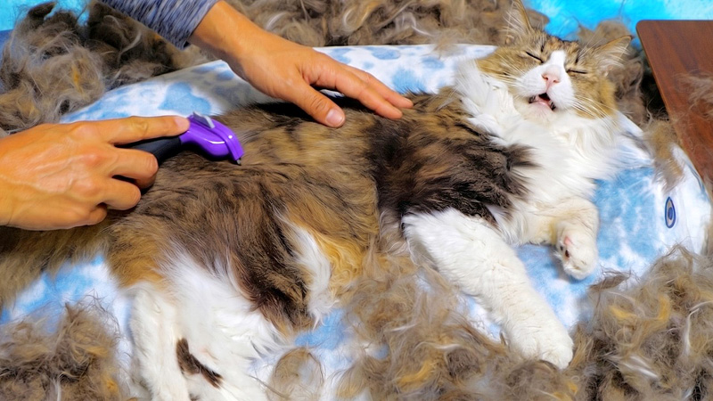 ファーミネーターする猫