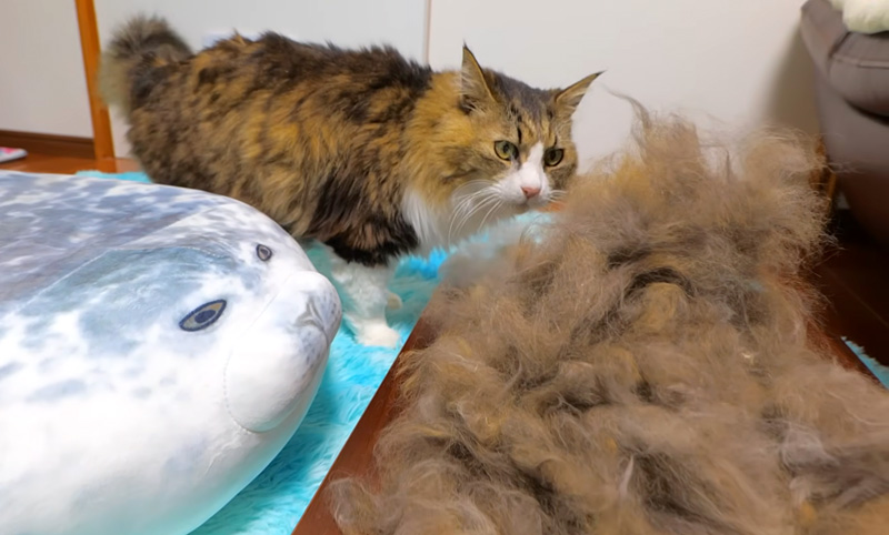 大量の冬毛と猫