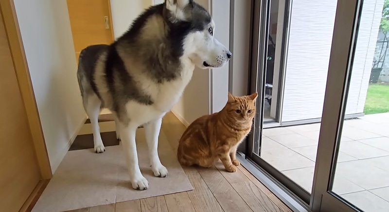 外で遊びたい犬と猫