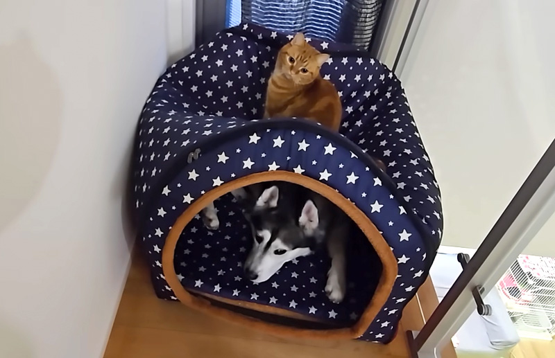 雷に怯える犬と猫