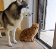 雷雨のため外で遊べない犬と猫
