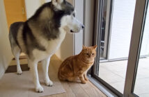 雷雨のため外で遊べない犬と猫