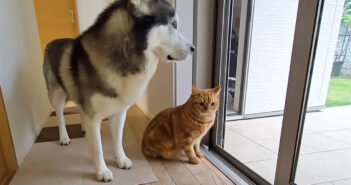 雷雨のため外で遊べない犬と猫
