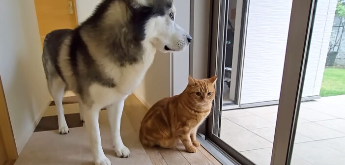 外を眺めていたら突然雷が落ちて犬と猫がパニックに！ 激しい雨と雷にドキドキが止まらなくなってしまったようで…