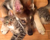 保護施設に出かけた愛犬が、1匹の子猫に一目惚れ！ 子猫を家族の一員として迎えると、驚くほど幸せいっぱいに！