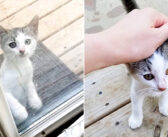 食べ物を求めて、こっそりと庭に何度も侵入してきた子猫。そこで出会った家族の優しさが、臆病だった子猫の人生を変える
