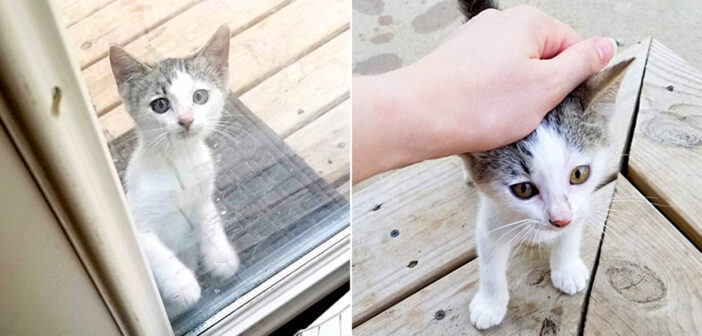 食べ物を求めて、こっそりと庭に何度も侵入してきた子猫。そこで出会った家族の優しさが、臆病だった子猫の人生を変える