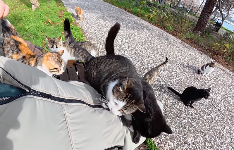 続々と集まってきた猫達