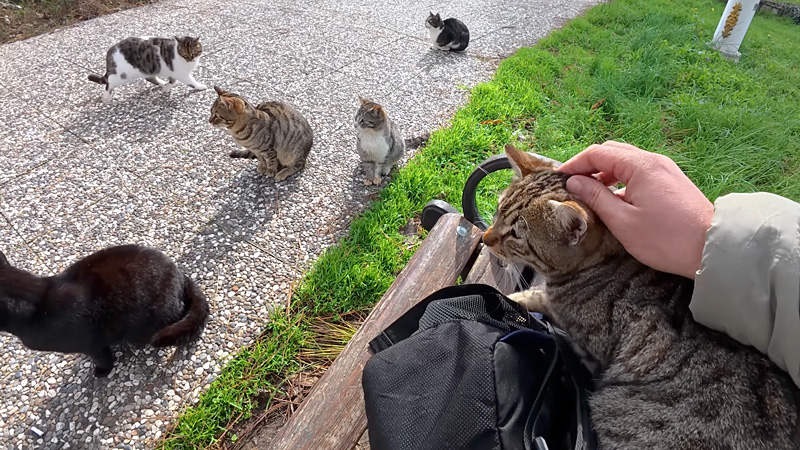 続々と集まってきた猫達