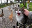 続々と集まってきた猫達