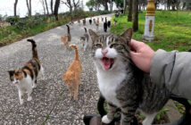 続々と集まってきた猫達