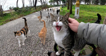 続々と集まってきた猫達