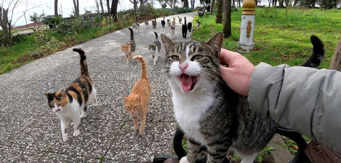 続々と集まってきた猫達