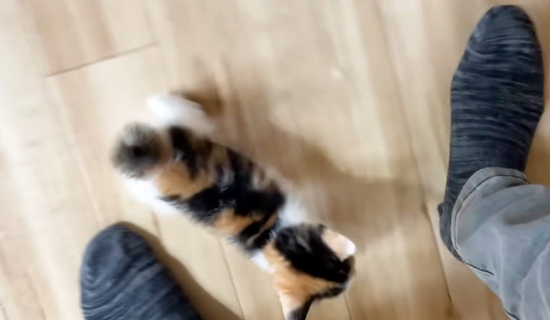 ずっと追いかけてくる子猫
