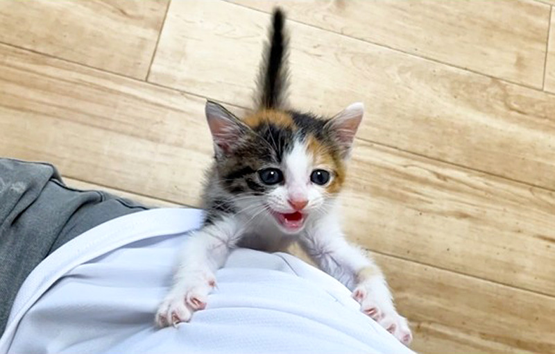 何かを訴えかけてくる子猫