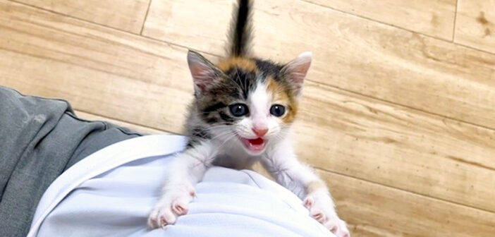 可愛い足音を響かせながら、ずっと後を追いかけてくる子猫。座るとすぐにしがみついてきて、何かを訴えかけてきた♡