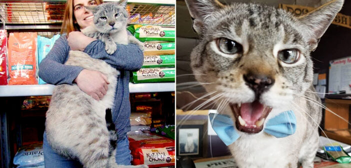 ペット用品店に引き取られた11kgの巨大な猫。家を探していた多くの保護猫達に、素敵な里親さんを次々と見つける！