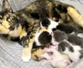 野良猫として厳しい環境の中を生き抜いてきた猫。8匹の子猫と一緒に家の中で暮らし始めると、毎日が幸せいっぱいに