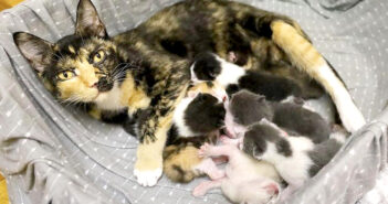 野良猫として厳しい環境の中を生き抜いてきた猫。8匹の子猫と一緒に家の中で暮らし始めると、毎日が幸せいっぱいに 猫の親子