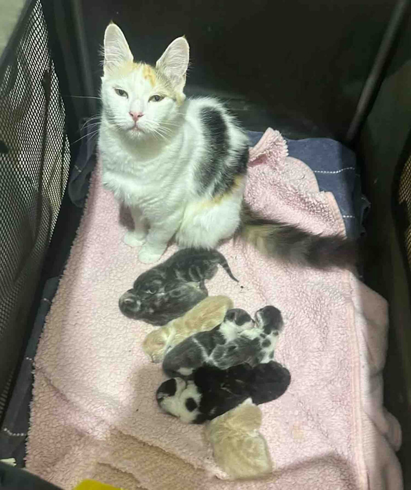 8匹の子猫達と共に保護された母猫