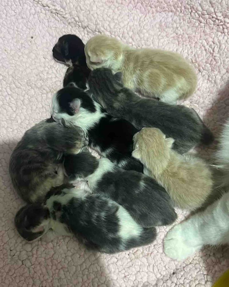 8匹の子猫達を育てる母猫