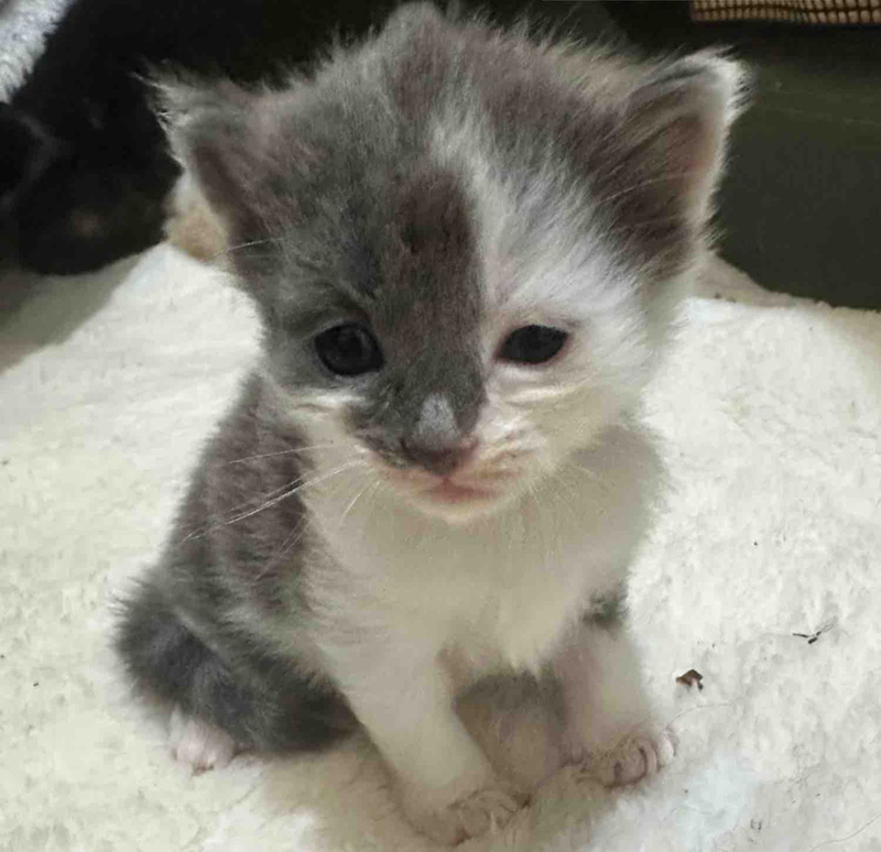 小さな子猫