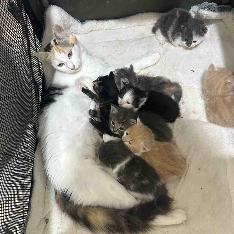 幸せになった猫の親子