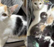 保護された母猫と8匹の子猫達