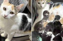 保護された母猫と8匹の子猫達